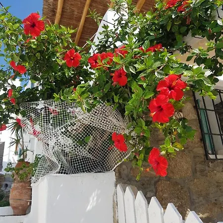 Hibiscus Rosa Mykonos Mykonos Town