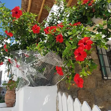 Hibiscus Rosa Mykonos Mykonos Town
