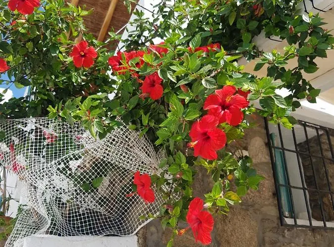 Dom wakacyjny Hibiscus Rosa Mykonos