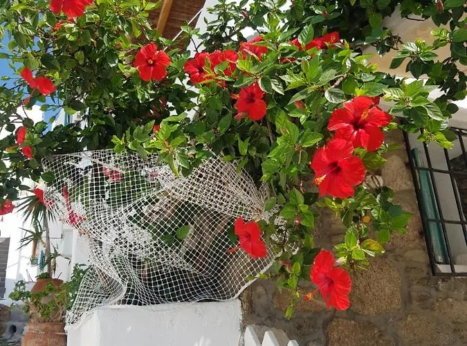 Hibiscus Rosa Mykonos Mykonos Town